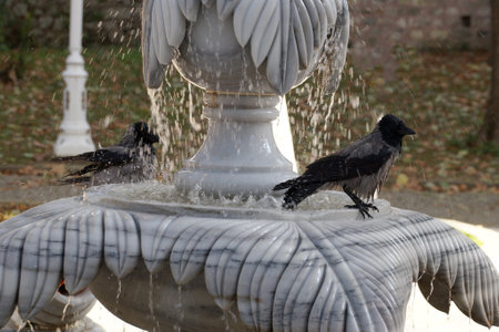 crows splash in the city fountain on a sunny day close-upの写真素材