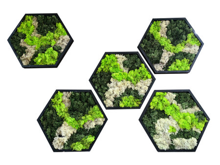hexagonal patterns in the form of honeycombs from decorative preserved reindeer forest moss, isolate on a white backgroundの写真素材