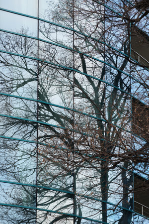 trees are reflected in the glass facade of a modern building.の写真素材