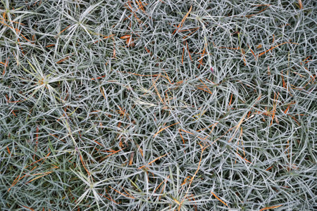 silvery forest grass for plant background close upの写真素材