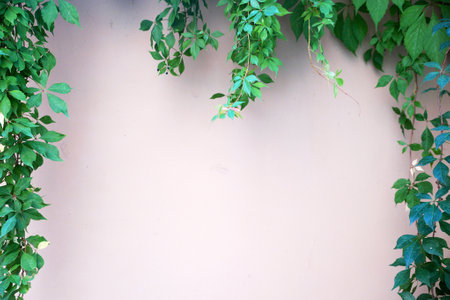 green creeping branches on a white wall, space for text with a frame of leaves.の写真素材