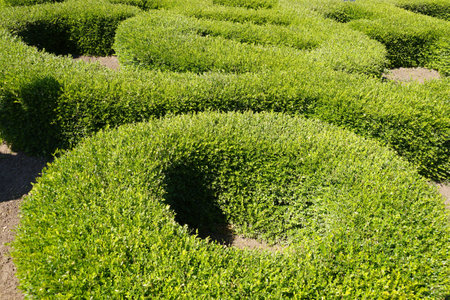 Ornamental pruning of evergreen boxwood in garden landscaping.の写真素材