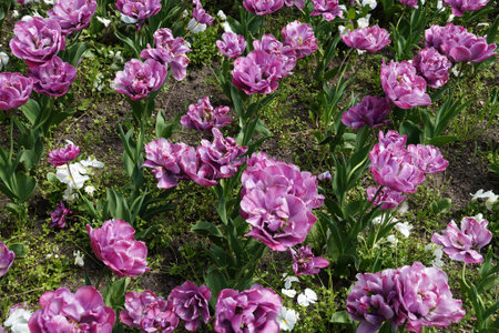 Tulip Lilac Perfection, large double flowers close up in the gardenの写真素材