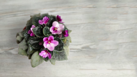 pot with blooming purple saintpaulia on a light gray wooden background, copy spaceの写真素材