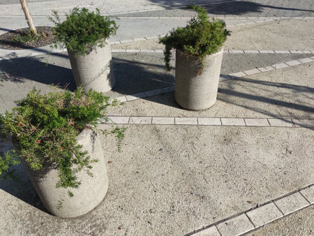 asparagus in stone outdoor flowerpots in sunlight.の写真素材