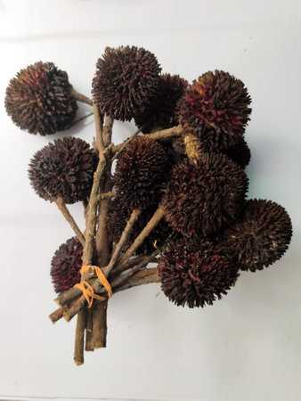 Tropical fruit Pulasan on a white background close-up.