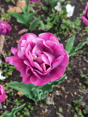 purple double peony flower in the garden close-up.