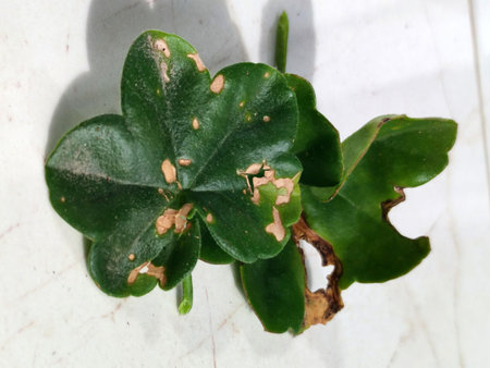 Close-up of pelargonium leaves affected by fungal infection on a white background.の写真素材