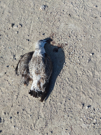 Dead sea gull on the ground in sunlight.