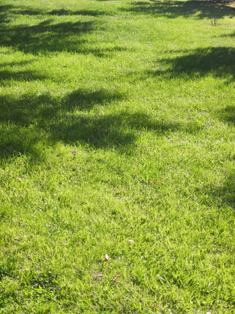 Shadows of trees on a bright green lawn on a sunny day.の写真素材