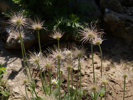Fading Pulsatilla vulgaris close-up in sunlight.