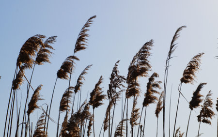 Pampas grass blowing in the wind in sunlight against a clear sky.の写真素材