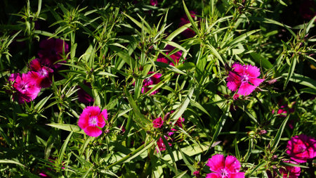 Close-up of blooming fuchsia flower in sunlight in garden