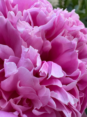 Vertical pink rose flower texture in sunlight close up.の写真素材