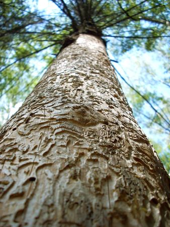 Strange pine-tree bark’s texture