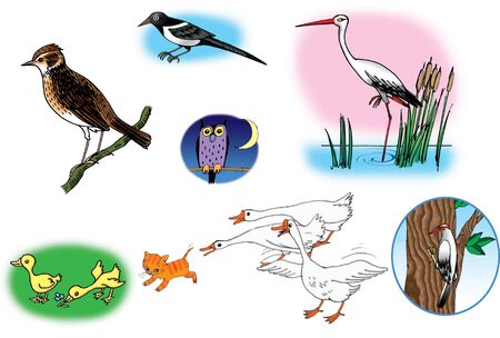 Raster illustrations about different birds. On white background.の写真素材