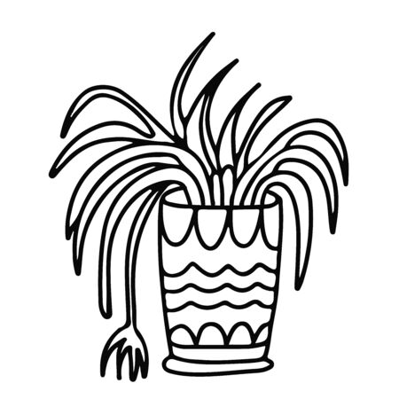 Spider plant in a pot decorated with ornaments. Houseplant in doodle style. Hand drawn vector illustration in black ink isolated on white background.のイラスト素材