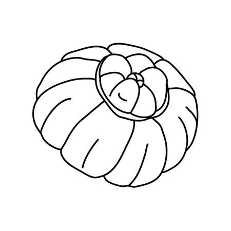 Turban squash in doodle style. Isolated outline. Hand drawn  illustration of a pumpkin in black ink on white background. Farming garden theme.のイラスト素材