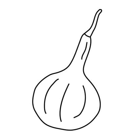 Gourd in doodle style. Pear shaped pumpkin.のイラスト素材