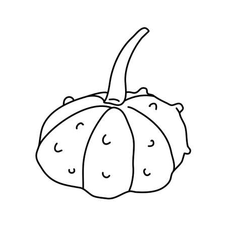 Warty or pimpled gourd in doodle style. Isolated outline. Hand drawn  illustration in black ink on white background.  Farming garden theme.のイラスト素材