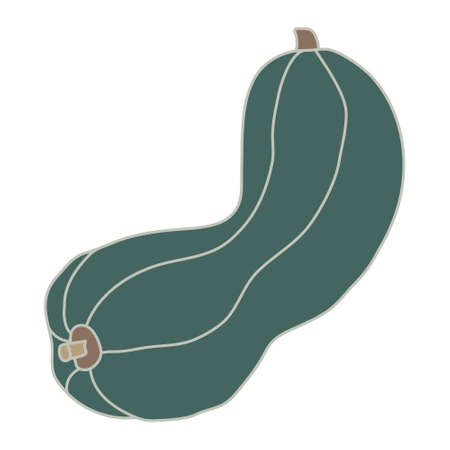 Elongated green pumpkin or squash in cartoon flat style with lines. Hand drawn vector illustration isolated on white background. Farming garden theme.のイラスト素材