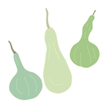 Set with green gourds or squashes in cartoon flat style with lines. Pear shaped. Hand drawn vector illustration Isolated on white background. Farming garden theme.のイラスト素材
