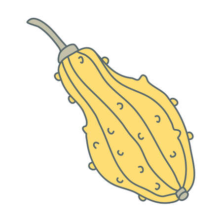 Warty or pimpled yellow gourd in cartoon flat style with lines. Hand drawn vector illustration Isolated on white background. Farming garden theme.のイラスト素材