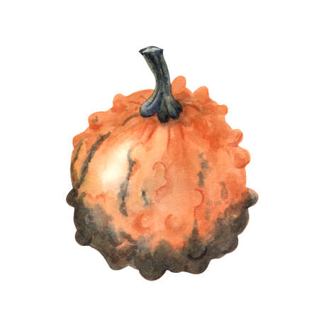 Watercolor warty or pimpled orange gourd. Hand painted illustration isolated on white background. Farming garden theme.の写真素材