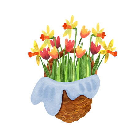 Nice wicker basket full of beautiful spring flowers. There are daffodils and tulips. Watercolor illustration on white background. Great for Easter products design.の写真素材