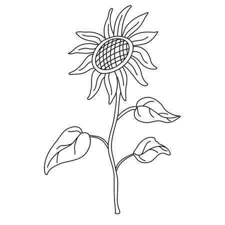 Sunflower on a long stem with leaves in doodle style. Isolated outline. Hand drawn vector illustration in black ink on white background.のイラスト素材