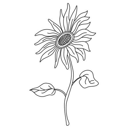 Sunflower on a long stem with leaves in doodle style. Isolated outline. Hand drawn vector illustration in black ink on white background.のイラスト素材