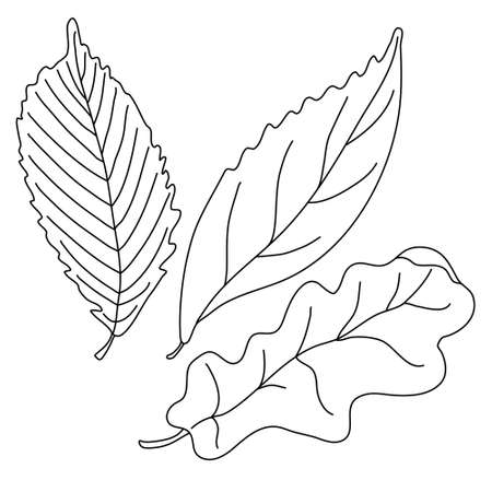 Leaves in doodle style. Isolated outline. Hand drawn vector illustration in black ink on white background.のイラスト素材