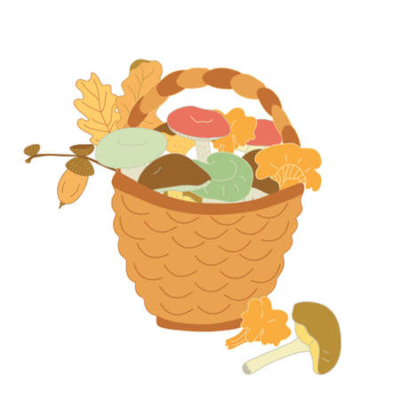 Autumn wicker basket full of forest edible mushrooms, oak leaves and acorns isolated on white background. Flat style with lines.のイラスト素材