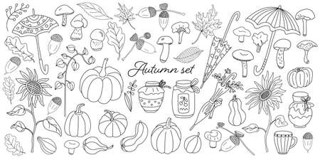 Doodle autumn set with pumpkins, mushrooms, umbrellas, leaves, sunflowers, jar of jam, honey, physalis and acorns. Vector hand drawn sketch illustration isolated outline on white. Fall and harvest.のイラスト素材