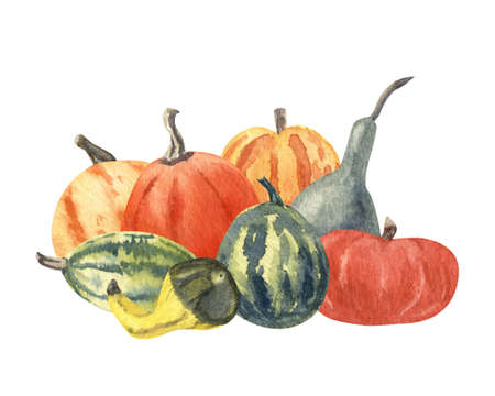 Watercolor illustration of different varieties of pumpkins. Hand painted illustration isolated on white background. Farming garden theme.の写真素材
