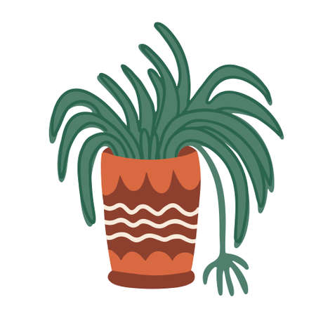 Spider plant in a flower pot decorated with ornaments. Vector hand drawn illustration of a houseplant isolated on white background. Flat style.のイラスト素材