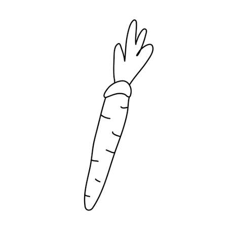 A carrot vegetable in doodle sketch style. Isolated black outline. Hand drawn vector illustration on white background.のイラスト素材