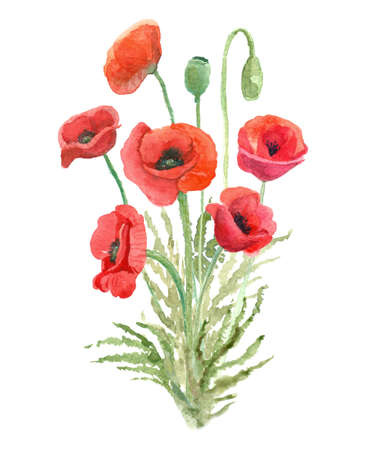 Watercolor bouquet of beautiful red poppy flowers. Great decorative print for clothes, t-shirts, greeting cards, gift products. Hand painted illustration isolated on white.の写真素材