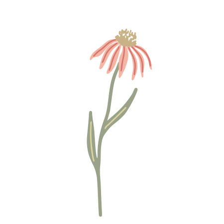 Echinacea wildflower hand drawn flat vector illustration isolated on whiteのイラスト素材