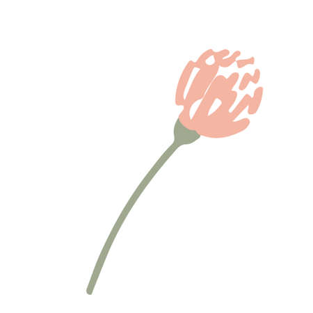 Clover wildflower hand drawn flat vector illustration isolated on whiteのイラスト素材