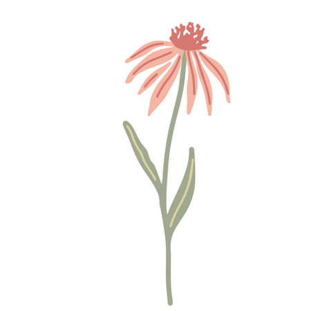 Echinacea wildflower hand drawn flat vector illustration isolated on whiteのイラスト素材