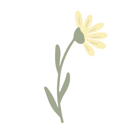 Yellow wildflower hand drawn vector illustration isolated on white.のイラスト素材