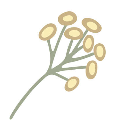 Yellow chamomile wildflower hand drawn vector illustration isolated on white.のイラスト素材