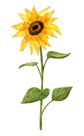 Watercolor sunflower on long stem with leaves. Digital illustration isolated on white.の写真素材