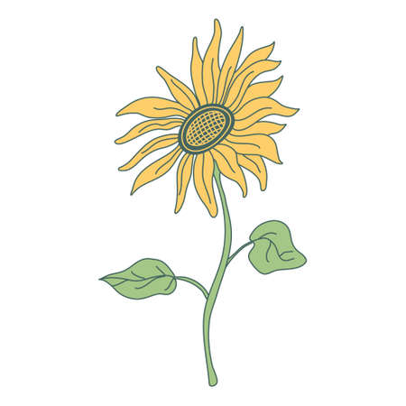 Sunflower on a long stem with leaves. Hand drawn vector illustration with color outline isolated on white background.のイラスト素材
