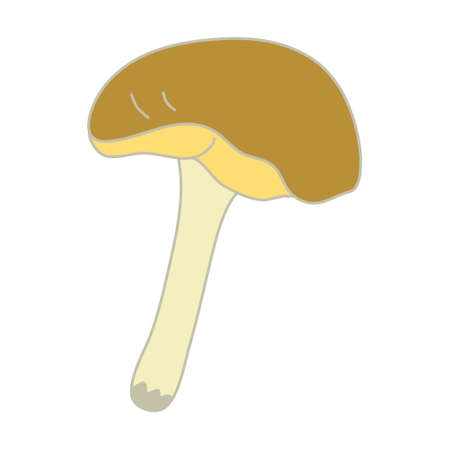 Yellow boletus mushroom. Hand drawn vector illustration with outline isolated on white background.のイラスト素材