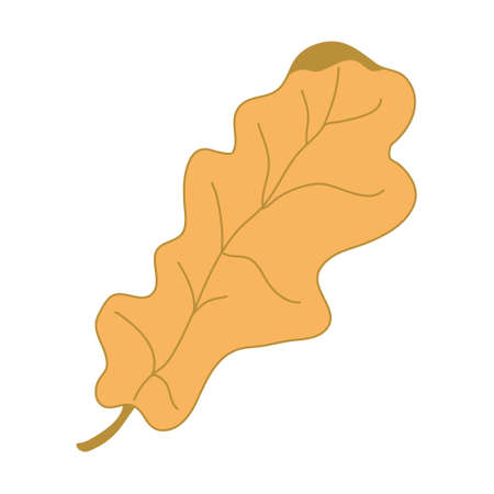 Orange brown oak leaf. Hand drawn vector illustration with color outline isolated on white background.のイラスト素材