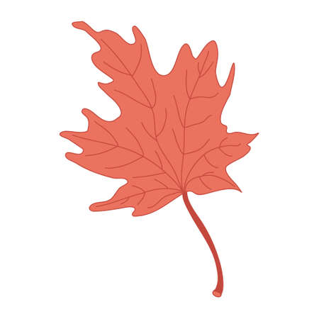 Red maple leaf. Hand drawn vector illustration with color outline isolated on white background.のイラスト素材