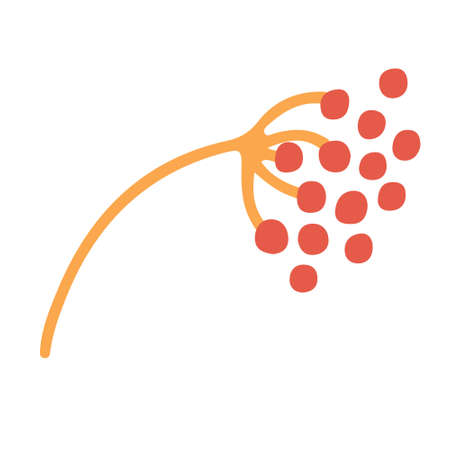 Rowan bunch with red berries. Hand drawn vector illustration isolated on white background.のイラスト素材