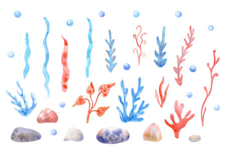 Watercolor set with seaweed and stone on white background. Hand painted illustration of water plants. Red and blue colors.の写真素材